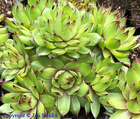 Sempervivum 'Coco' kivikkomehithti